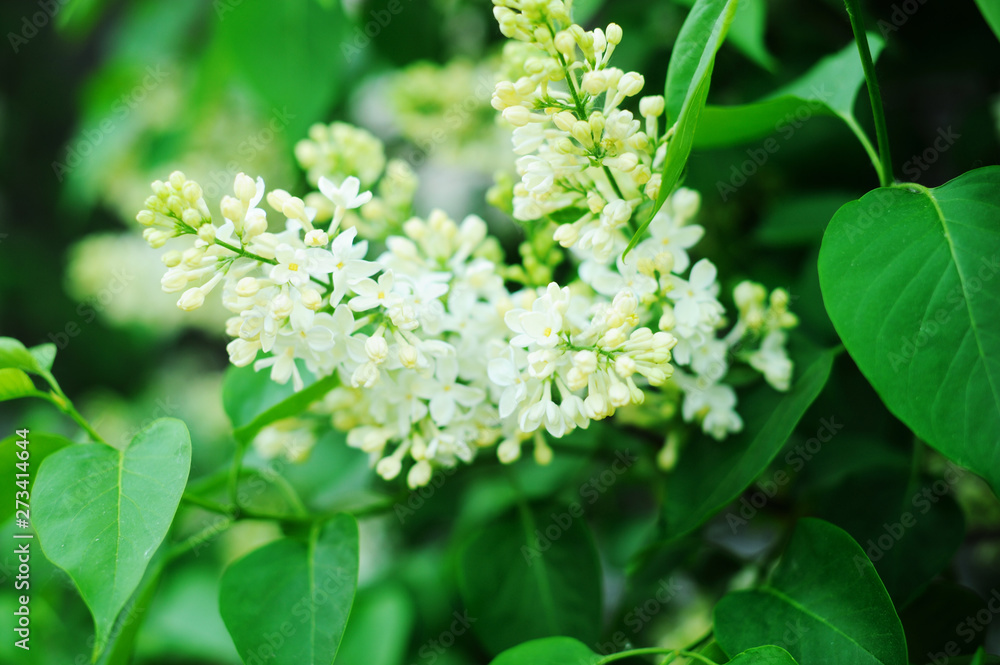 White lilac branch in the garden. Selective focus. White lilac branch in the garden. Selective focus.