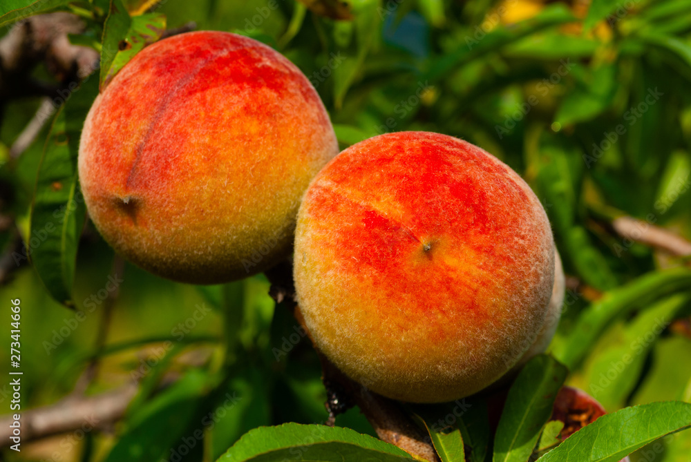 Obraz premium ripe peach fruits hanging on branch