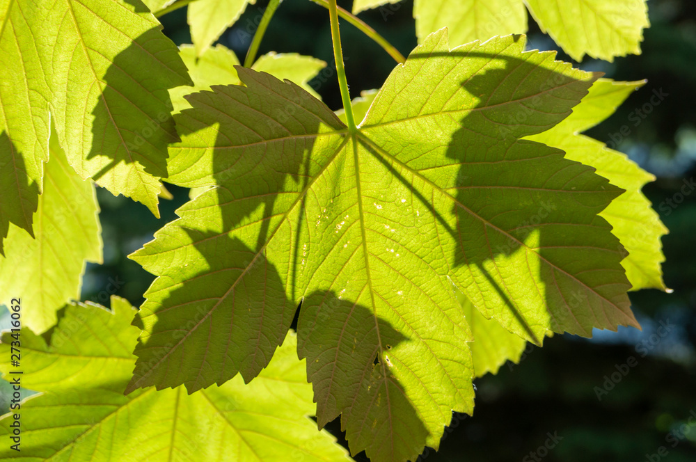 Tree leaves close-up, Sunlight shining through the leaves of trees