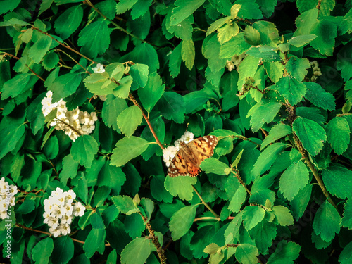 Wallpaper Mural orange butterfly on flowers of the bushes in the park Torontodigital.ca