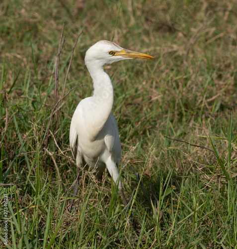 Egret Walks in Grass Eating Insects Thrown Up in Sri Lanka.