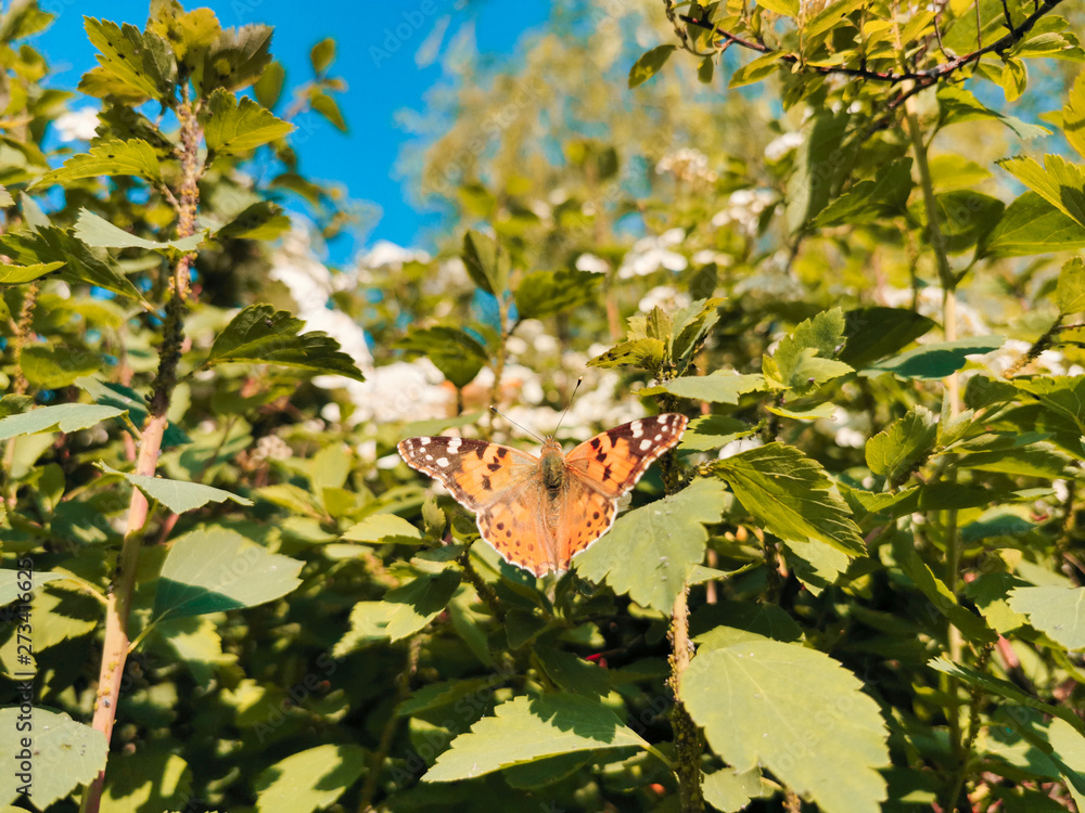 Fototapeta premium orange butterfly on flowers of the bushes in the park