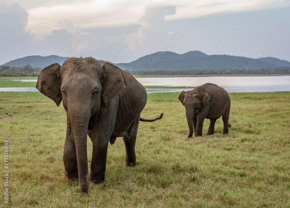 Obraz premium Two Elephants Walk Across Open Field in Habarana Sri Lanka.