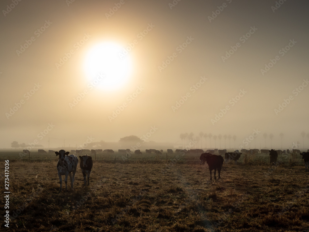 Misty Farmland Dawn with Cows