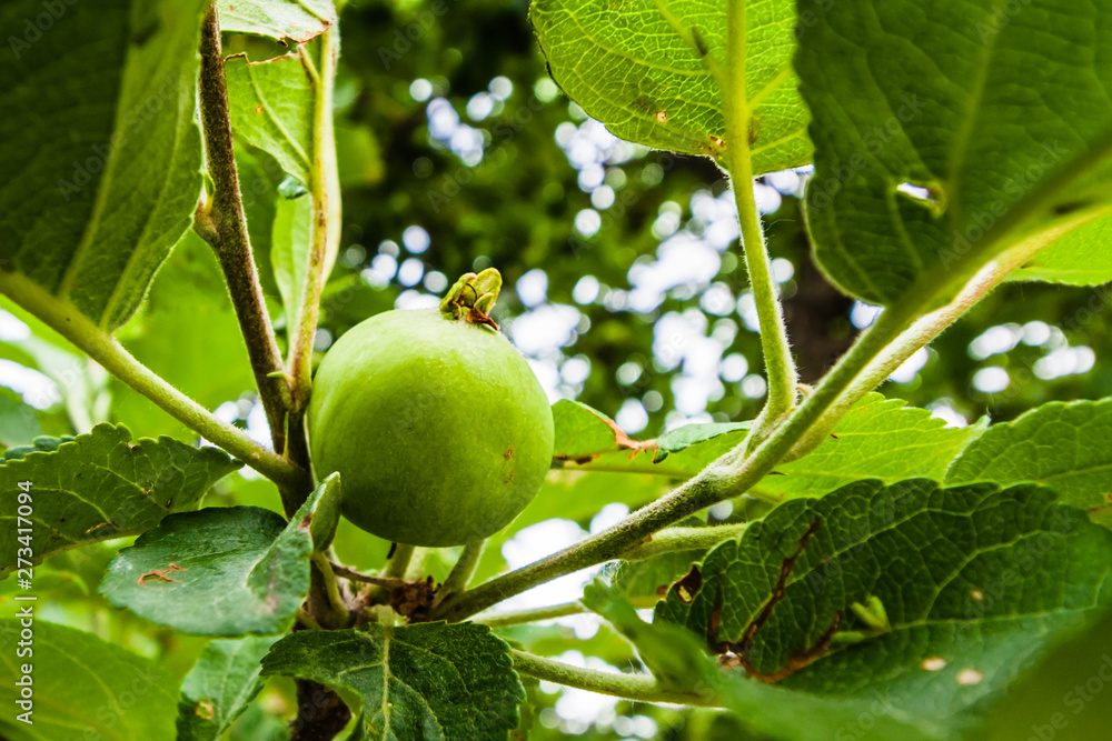A branch of apple trees with green leaves and small growing apples. Close up view