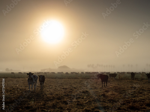Misty Farmland Dawn with Cows