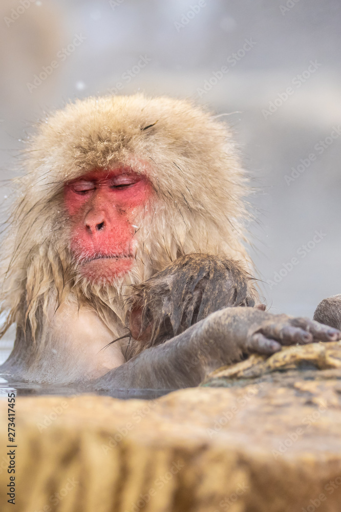 Jigokudani Monkey Park , monkeys bathing in a natural hot spring at Nagano , Japan Jigokudani Monkey Park , monkeys bathing in a natural hot spring at Nagano , Japan