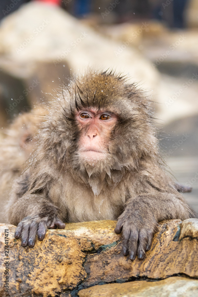 Jigokudani Monkey Park , monkeys bathing in a natural hot spring at Nagano , Japan