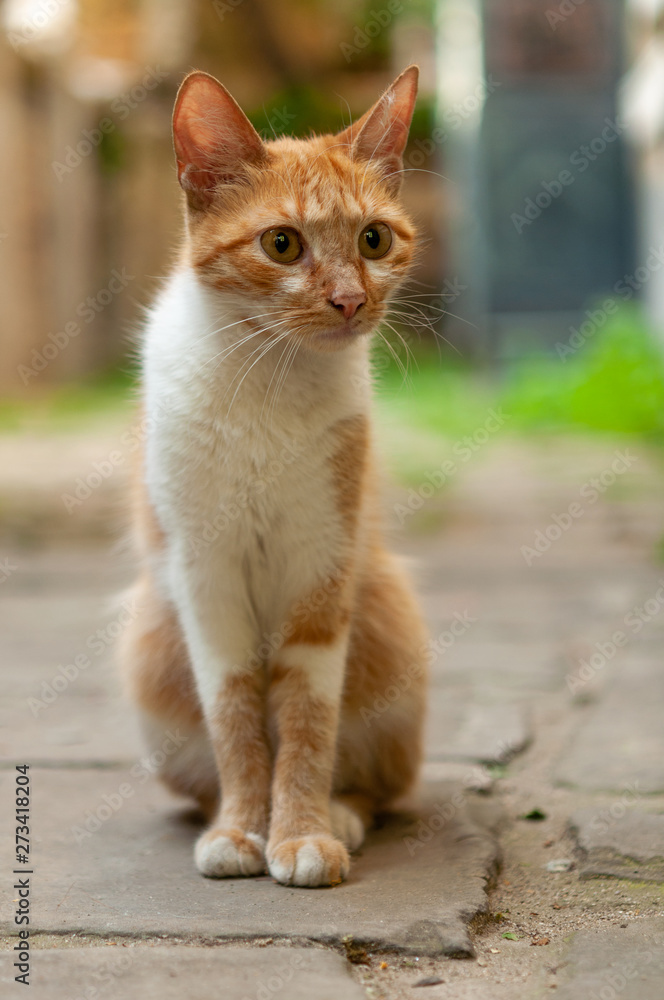 cat portrait in the street