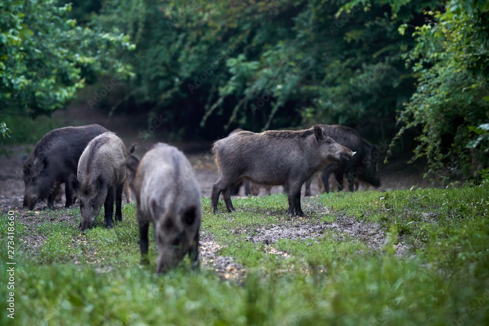 Feral pigs after dusk Feral pigs after dusk