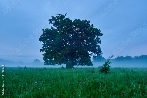 Sunset with mist landscape