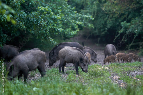 Feral pigs after dusk