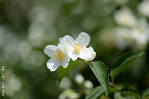 Beautiful mock orange (Philadelphus) flowers on a sunny day close up 