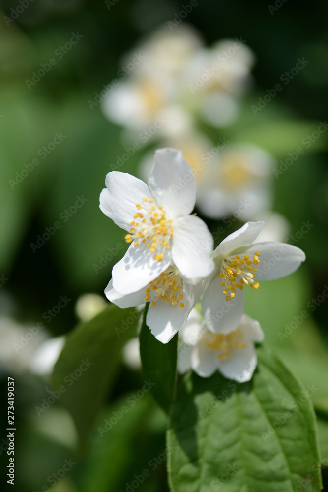 Beautiful mock orange (Philadelphus) flowers on a sunny day close up Beautiful mock orange (Philadelphus) flowers on a sunny day close up