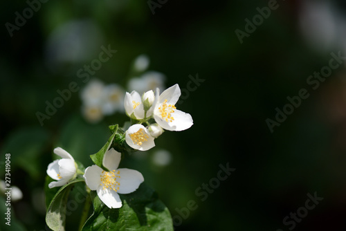 Beautiful mock orange (Philadelphus) flowers on a sunny day close up