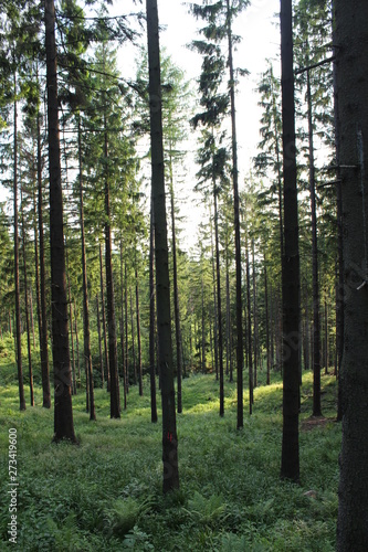 Las w Beskidzie   l  skim