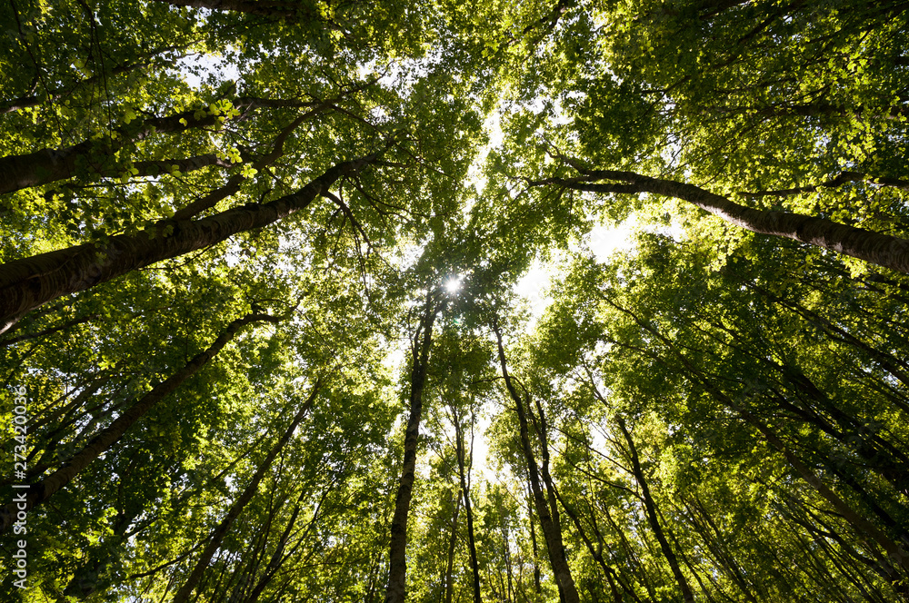 Obraz premium A grove of beech trees