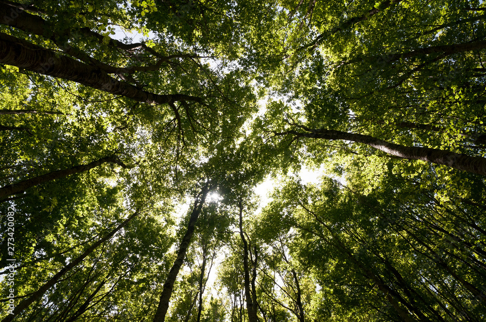 Fototapeta premium Gaj bukowy