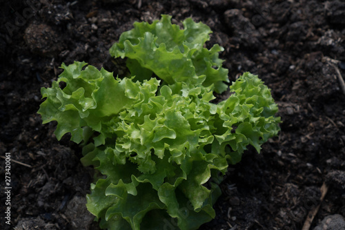 Green Lettuce leaves on garden beds in the vegetable field, close up. Small green sprout of lettuce in the ground. Gardening background with green Salad plant in the open ground