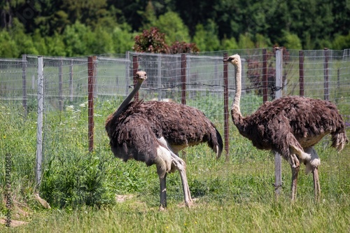 Ostriches in an open-air cage in the park of birds