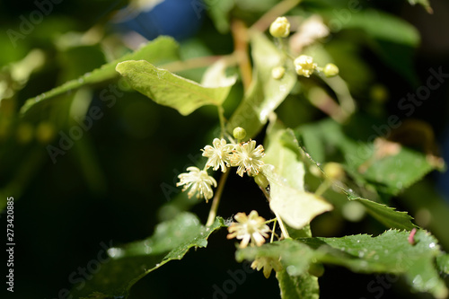 Linden flowers on a tree branch close up on a sunny day