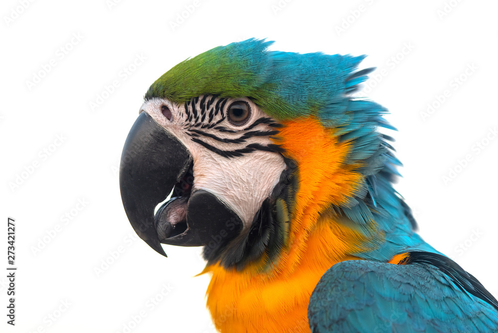 Closeup blue and gold macaw on white background