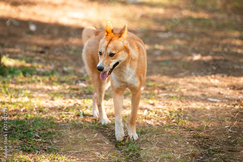 Australian Dingo © Rob D