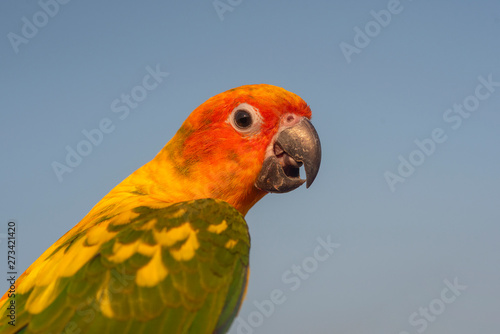 Sun Conure ,Parrot with intelligence