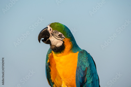 Closeup blue and gold macaw on blue background