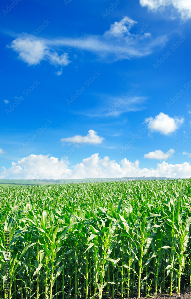 Green field with corn. Blue cloudy sky. Green field with corn. Blue cloudy sky.
