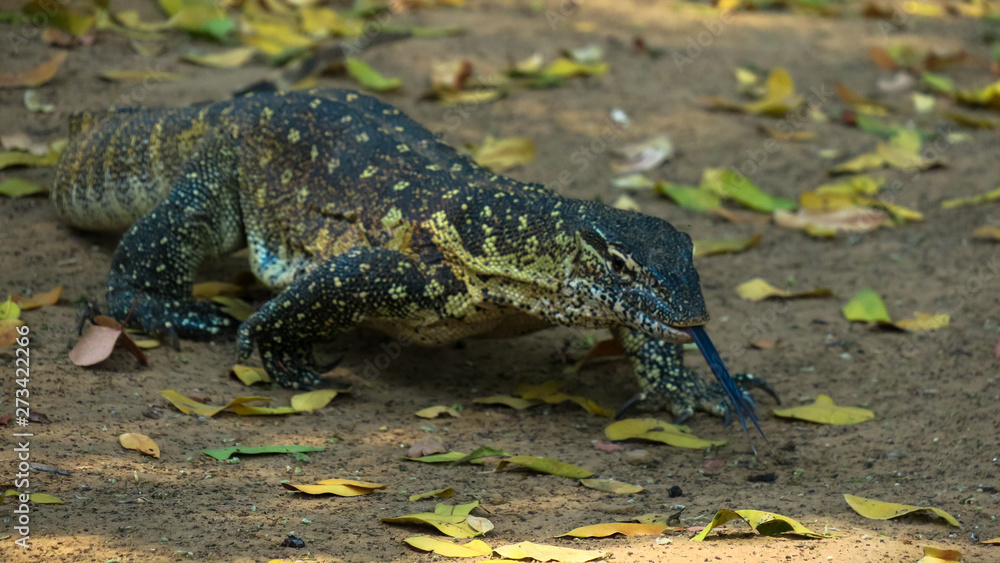 Grey water monitor lizard with yellow spots on leafy ground Grey water monitor lizard with yellow spots on leafy ground