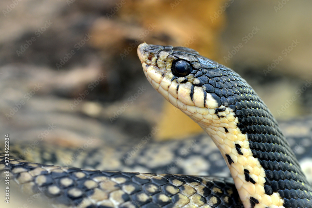 Malagasy Giant Hognose ( Leioheterodon madagascariensis ), snake living from Madagascar. Malagasy Giant Hognose ( Leioheterodon madagascariensis ), snake living from Madagascar.