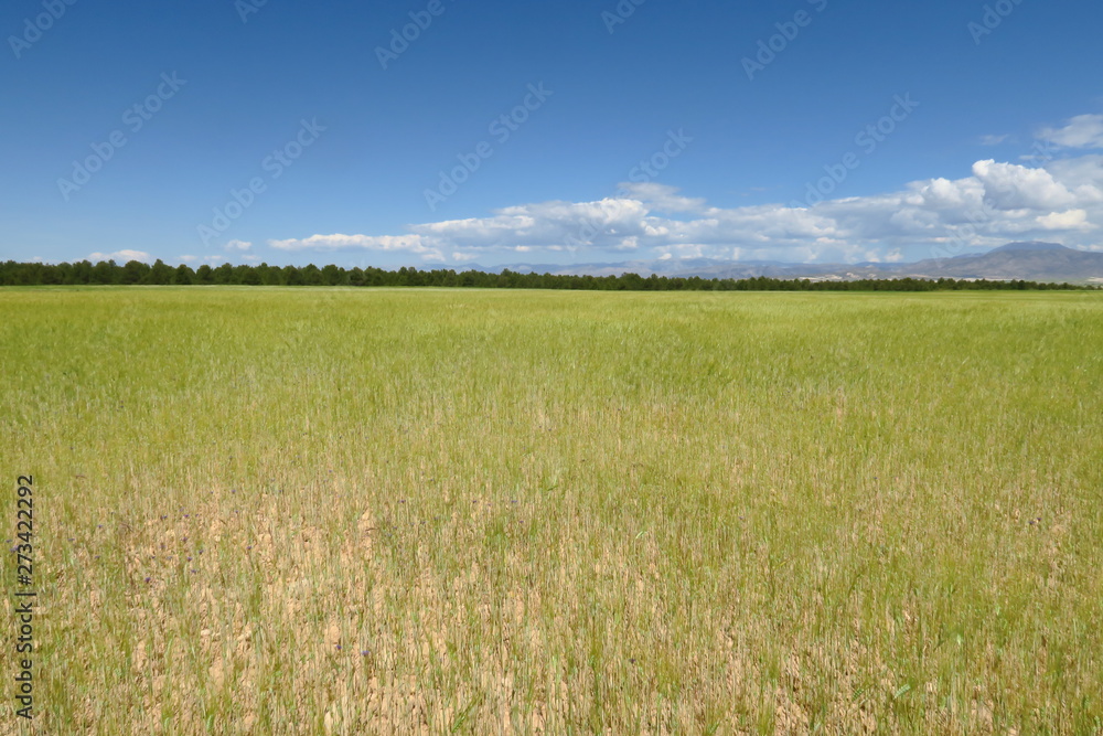 Champ de jeune blé vert poussant sur un sol aride avec ciel bleu. Espagne Andalousie.