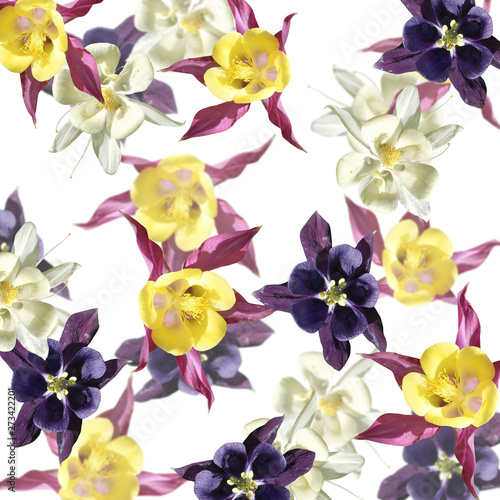 Beautiful floral background of white, purple and crimson Aquilegia. Isolated