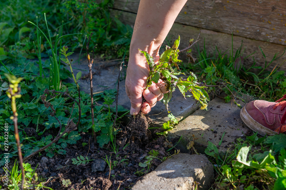 Fototapeta premium woman weeding in the garden