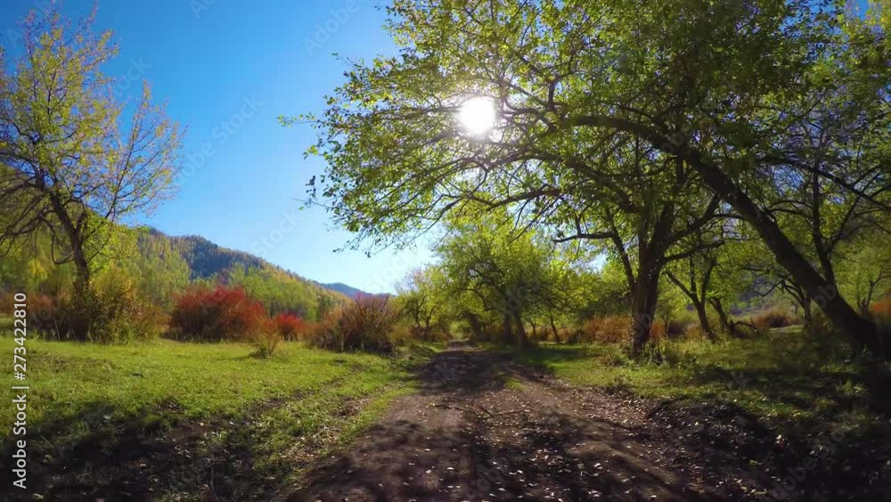 Branches of apple tree. Beautiful bright sunshine through green leaves. Branches of apple tree. Beautiful bright sunshine through green leaves.