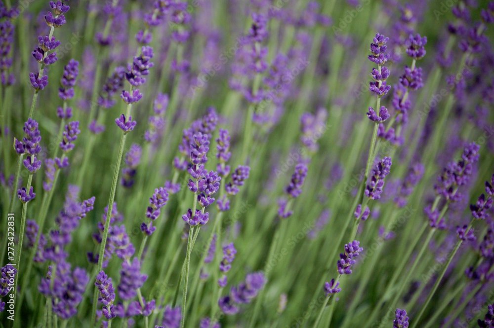 Lavender in bloom full frame texture Lavender in bloom full frame texture