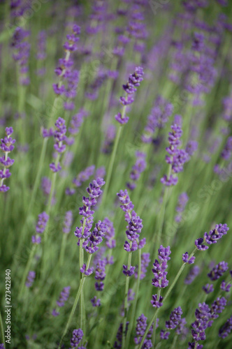 Lavender in bloom full frame texture
