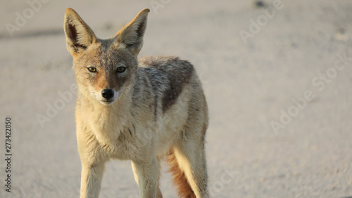 Fototapeta Naklejka Na Ścianę i Meble -  Black-backed jackal in a rocky desert landscape, jackal  on sand