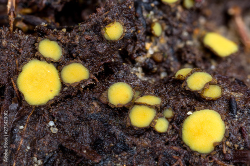 Podophacidium xanthomelum cup fungi on soil