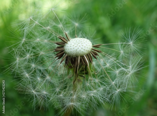 Pusteblume