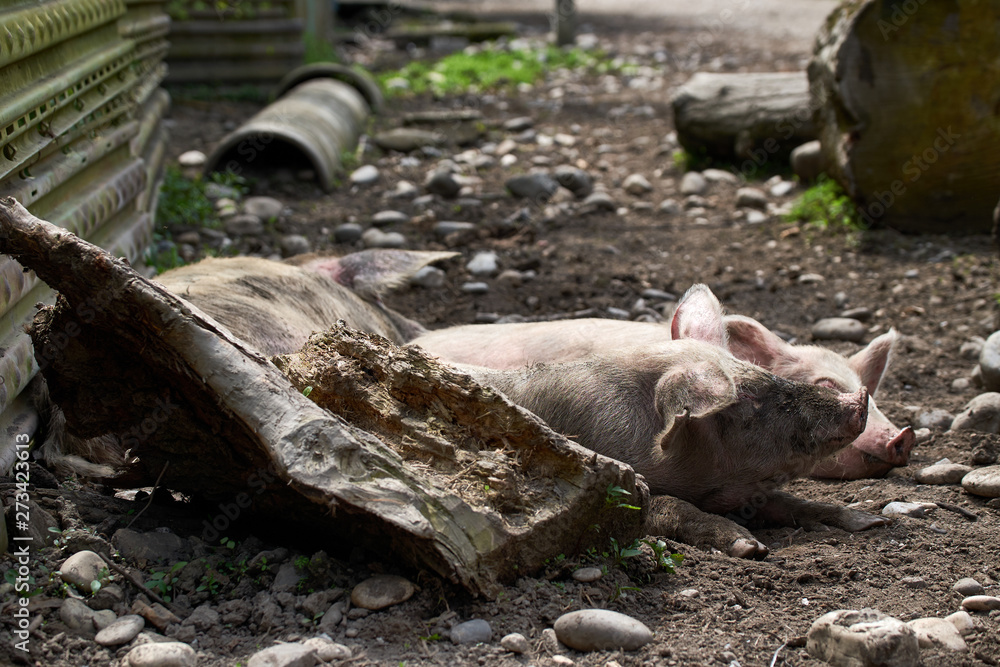 Obraz premium Pigs relax in the picturesque mountain areas of Svaneti in Georgia.