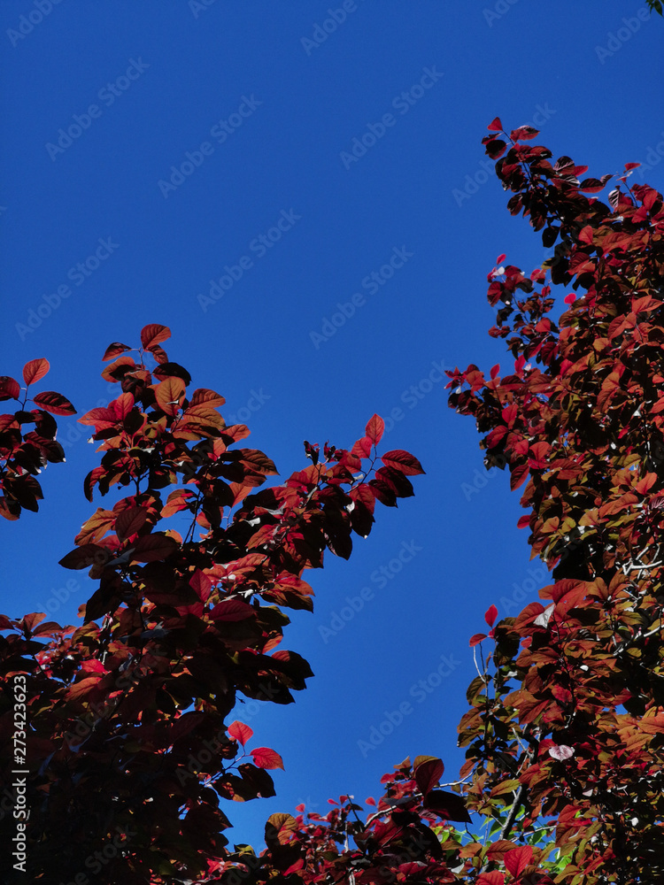 red leaves branches tree under the blue sky red leaves branches tree under the blue sky