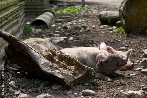 Pigs relax in the picturesque mountain areas of Svaneti in Georgia. © Alvydas