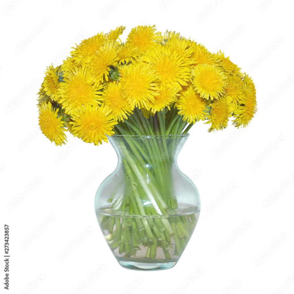 still life glass vase yellow dandelions isolated on white background