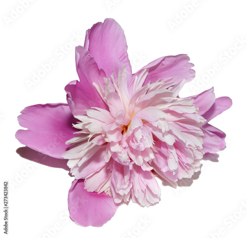 pink flower peony isolate white background