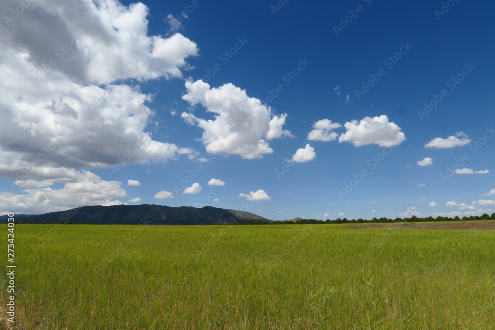 paysage avec champ de blé vert, colline, ciel bleu et nuages blancs.