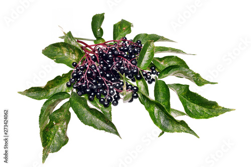  Twig with elderberry and a leaf isolated photo