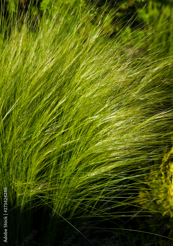 Full frame background of delicate fluffy wispy garden grass. Full frame background of delicate fluffy wispy garden grass.