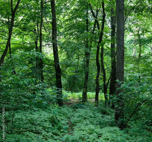 Summer landscape, deciduous trees and pines. Daylight sunlight breaks through the foliage.